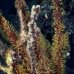 pipefish_ghost_robust_bhr_tam_v_0669_bal6630.jpg